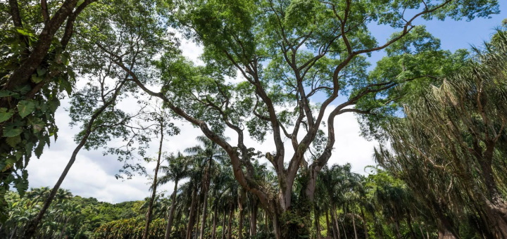 Tamboril de copa ampla nos jardins de Inhotim